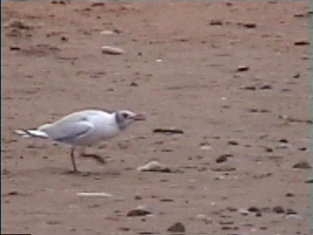 32 - OMAHA BEACH 2.JPG